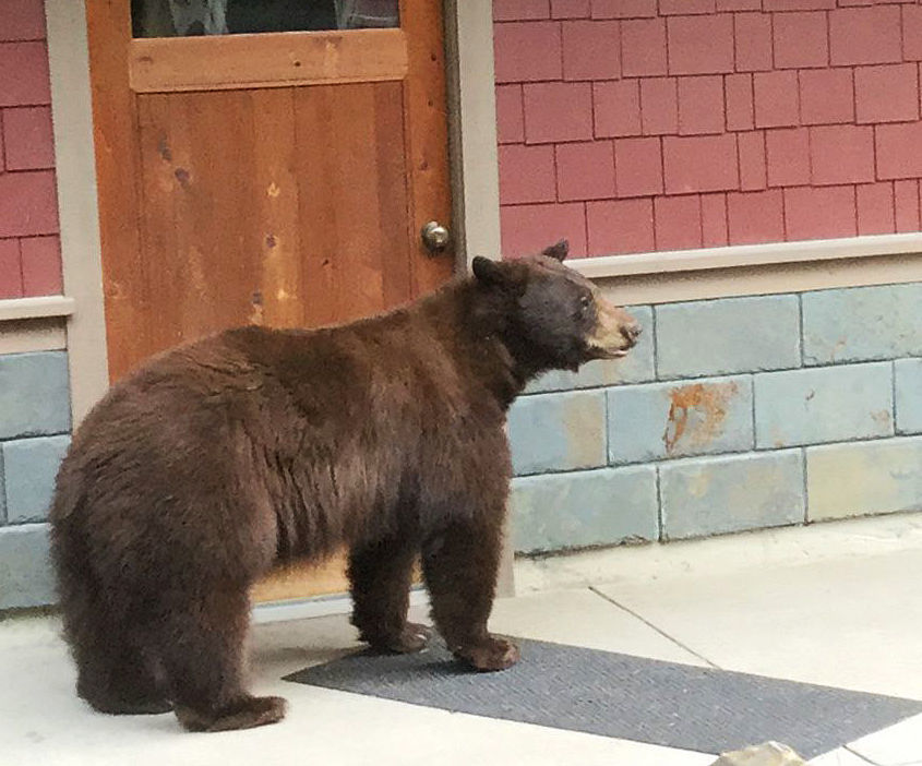 Missoula bruin